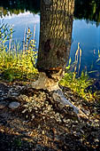 Riserva forestale di Lusto - Tracce della presenza dei castori sulle rive del lago. 